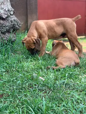 3-6 months Male Purebred Boerboel