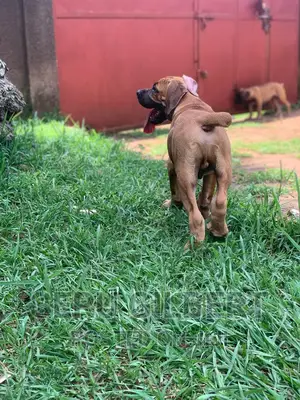 3-6 months Male Purebred Boerboel