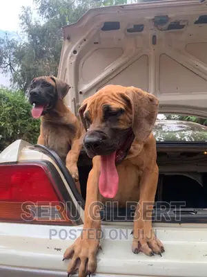 3-6 months Male Purebred Boerboel
