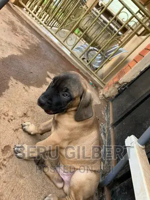 3-6 months Male Purebred Boerboel