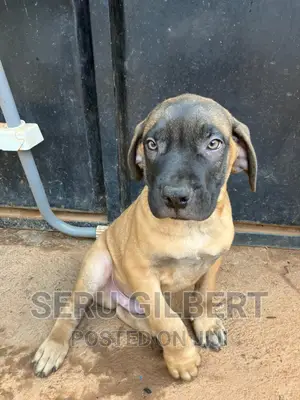 3-6 months Male Purebred Boerboel