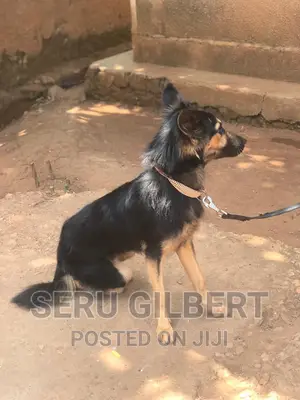 1-3 months Male Purebred German Shepherd