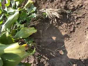 50*100ft Private Mailo Plot for Sale at Nakifuma-Kakinzi