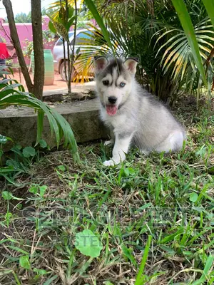 3-6 months Male Purebred Siberian Husky