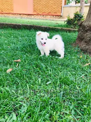 1-3 months Male Purebred Japanese Spitz