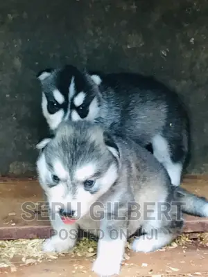 1-3 months Male Purebred Siberian Husky