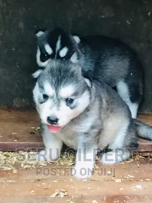 3-6 months Male Purebred Siberian Husky