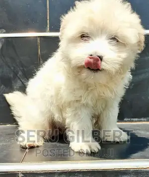 3-6 months Male Purebred Maltese