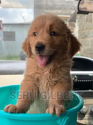 1-3 months Male Purebred Golden Retriever