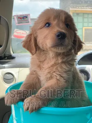 3-6 months Male Purebred Golden Retriever