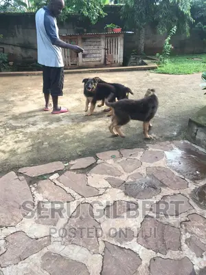 3-6 months Male Purebred German Shepherd