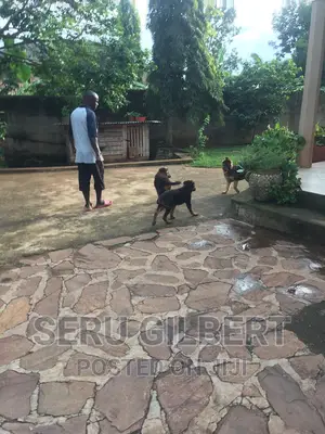 3-6 months Male Purebred German Shepherd