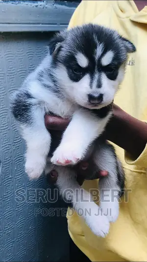 3-6 months Male Purebred Siberian Husky