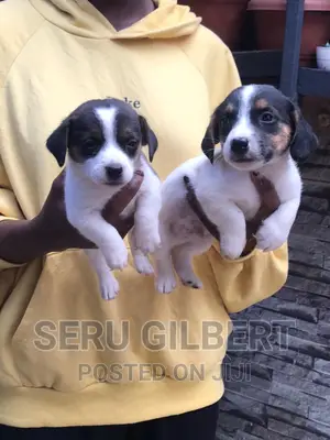 1-3 months Male Purebred Jack Russell Terrier