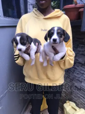 3-6 months Male Purebred Jack Russell Terrier