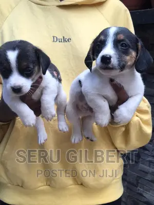 1-3 months Female Purebred Jack Russell Terrier