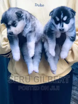 0-1 month Male Purebred Siberian Husky