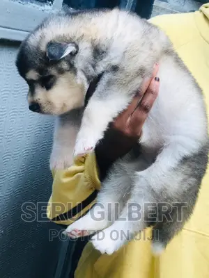 0-1 month Male Purebred Siberian Husky