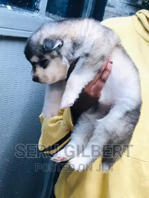 3-6 months Male Purebred Siberian Husky
