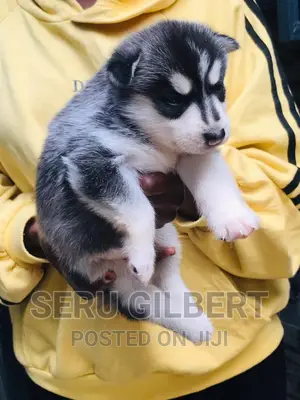 3-6 months Male Purebred Siberian Husky