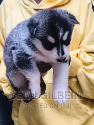 3-6 months Male Purebred Siberian Husky