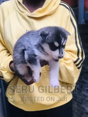 0-1 month Male Purebred Siberian Husky