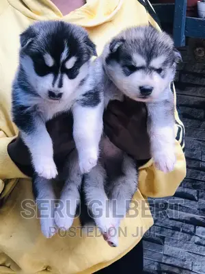 1-3 months Male Purebred Siberian Husky