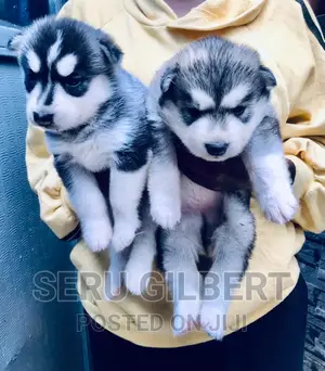 1-3 months Female Purebred Siberian Husky