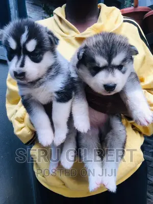3-6 months Male Purebred Siberian Husky