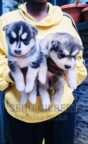 1-3 months Male Purebred Siberian Husky