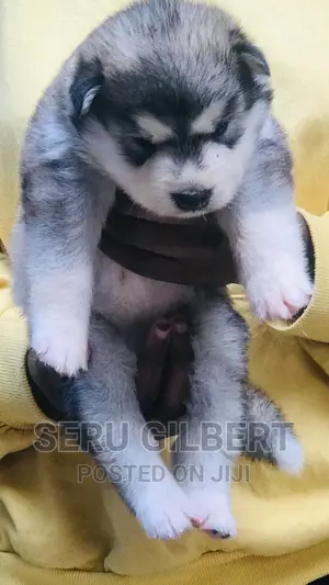 3-6 months Male Purebred Siberian Husky