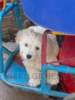 1-3 months Female Purebred Maltese