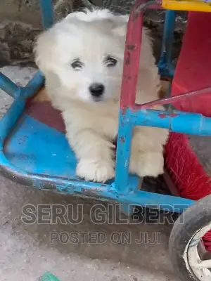 3-6 months Male Purebred Maltese