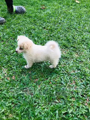 1-3 months Female Purebred Japanese Spitz