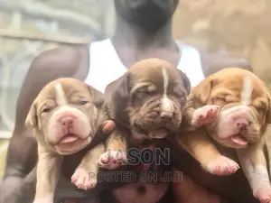 1-3 months Male Purebred American Pit Bull Terrier
