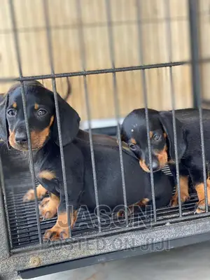 1-3 months Male Purebred Dachshund