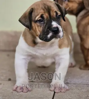 1-3 months Male Purebred American Pit Bull Terrier