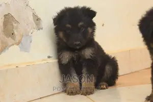 1-3 months Female Purebred German Shepherd