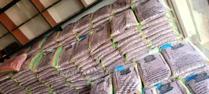 Maize Seeds For Planting