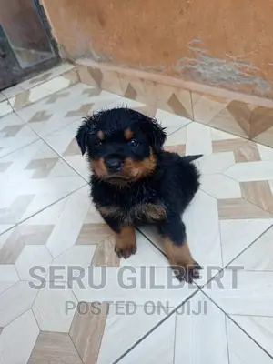 1-3 months Male Purebred Rottweiler