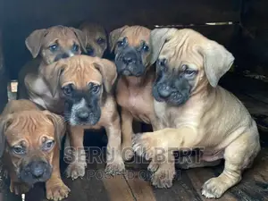 1-3 months Male Purebred Boerboel
