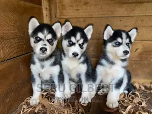 1-3 months Male Purebred Siberian Husky