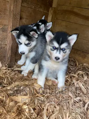 0-1 month Male Purebred Siberian Husky