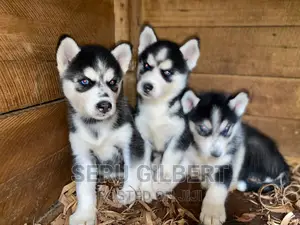 1-3 months Male Purebred Siberian Husky