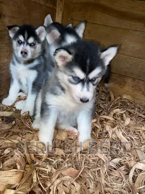 1-3 months Male Purebred Siberian Husky