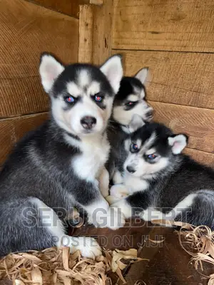 1-3 months Male Purebred Siberian Husky
