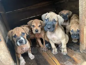 1-3 months Male Purebred Boerboel
