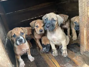 1-3 months Male Purebred Boerboel