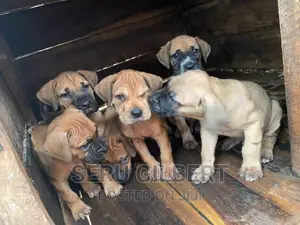 1-3 months Male Purebred Boerboel