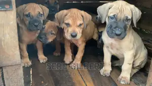 1-3 months Male Purebred Boerboel